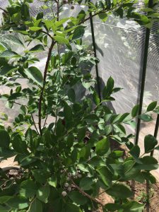 ラビットアイ系ブルーベリーの収穫と評価