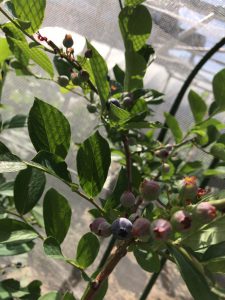 ラビットアイ系ブルーベリーの収穫と評価