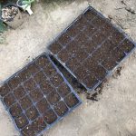 黒大豆を植え付けしました！