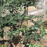 ラビットアイ系ブルーベリーの収穫と評価（１）