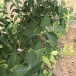 ラビットアイ系ブルーベリーの収穫と評価（２）