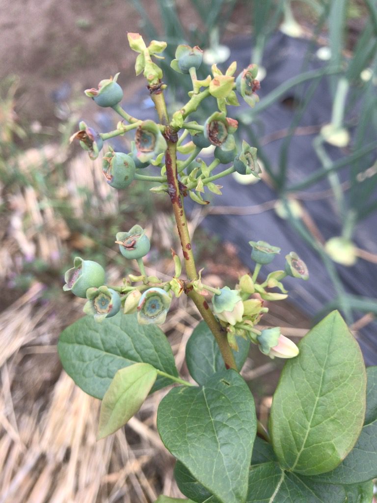 ブルーベリーの追肥とそら豆の摘芯