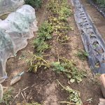 ジャガイモの収穫と夏野菜の初収穫